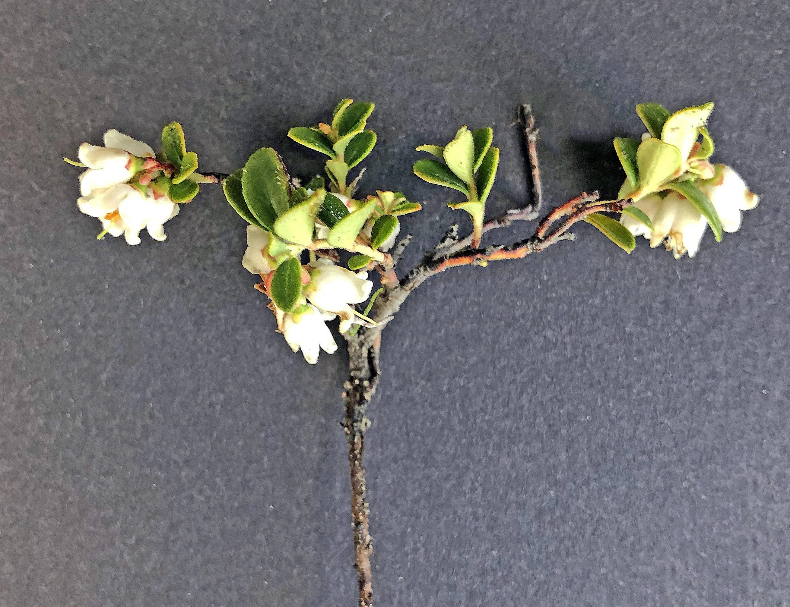 : Vaccinium vitis-idaea minus.