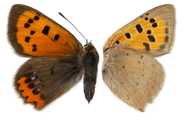 : Lycaena phlaeas.