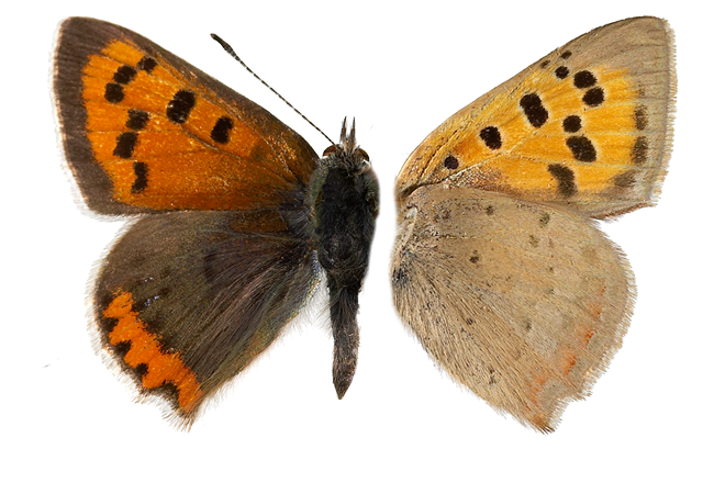 : Lycaena phlaeas.