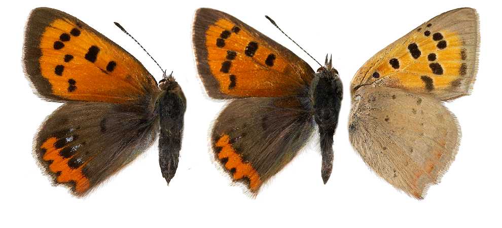 : Lycaena phlaeas.