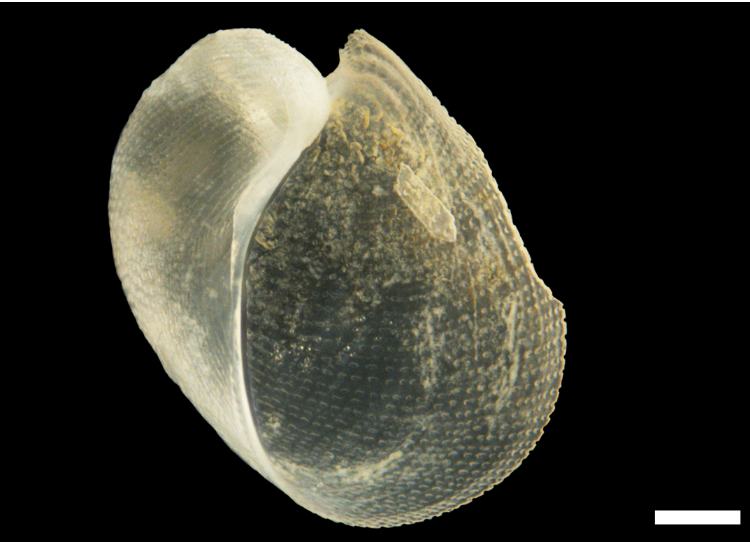 : Philine punctata.