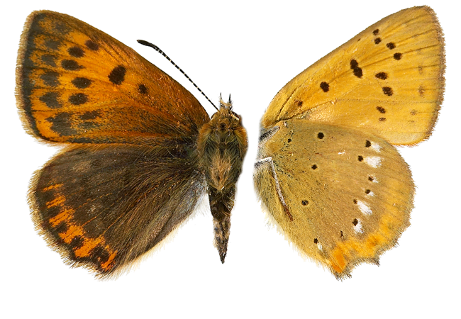 : Lycaena virgaureae.