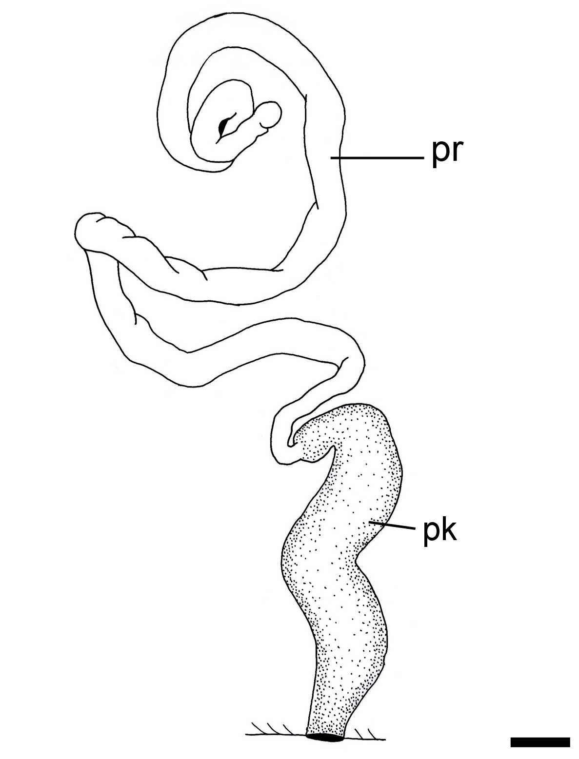 : Philine ventricosa.