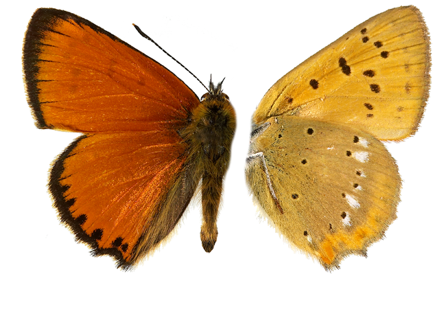 : Lycaena virgaureae.