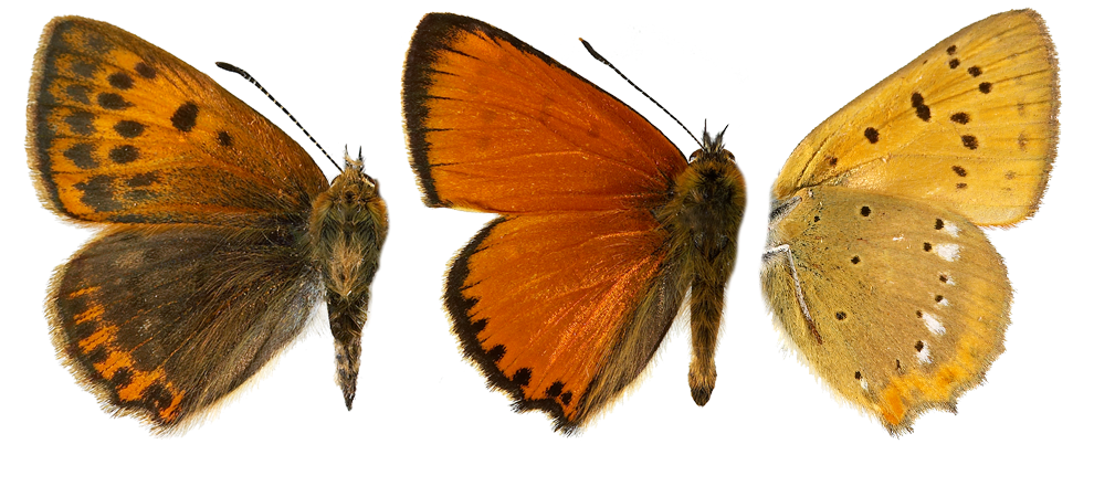 : Lycaena virgaureae.