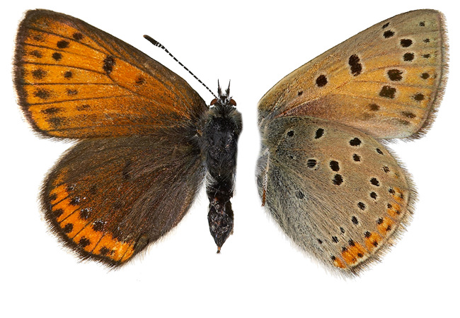 : Lycaena hippothoe.