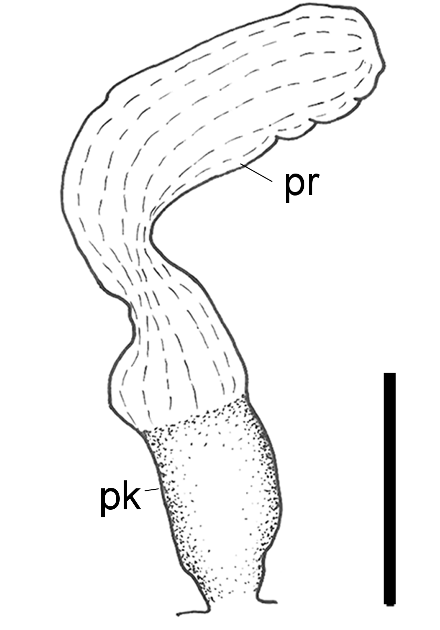 : Scaphander lignarius.