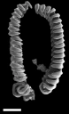 : Scaphander lignarius.