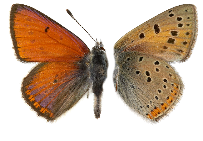 : Lycaena hippothoe.