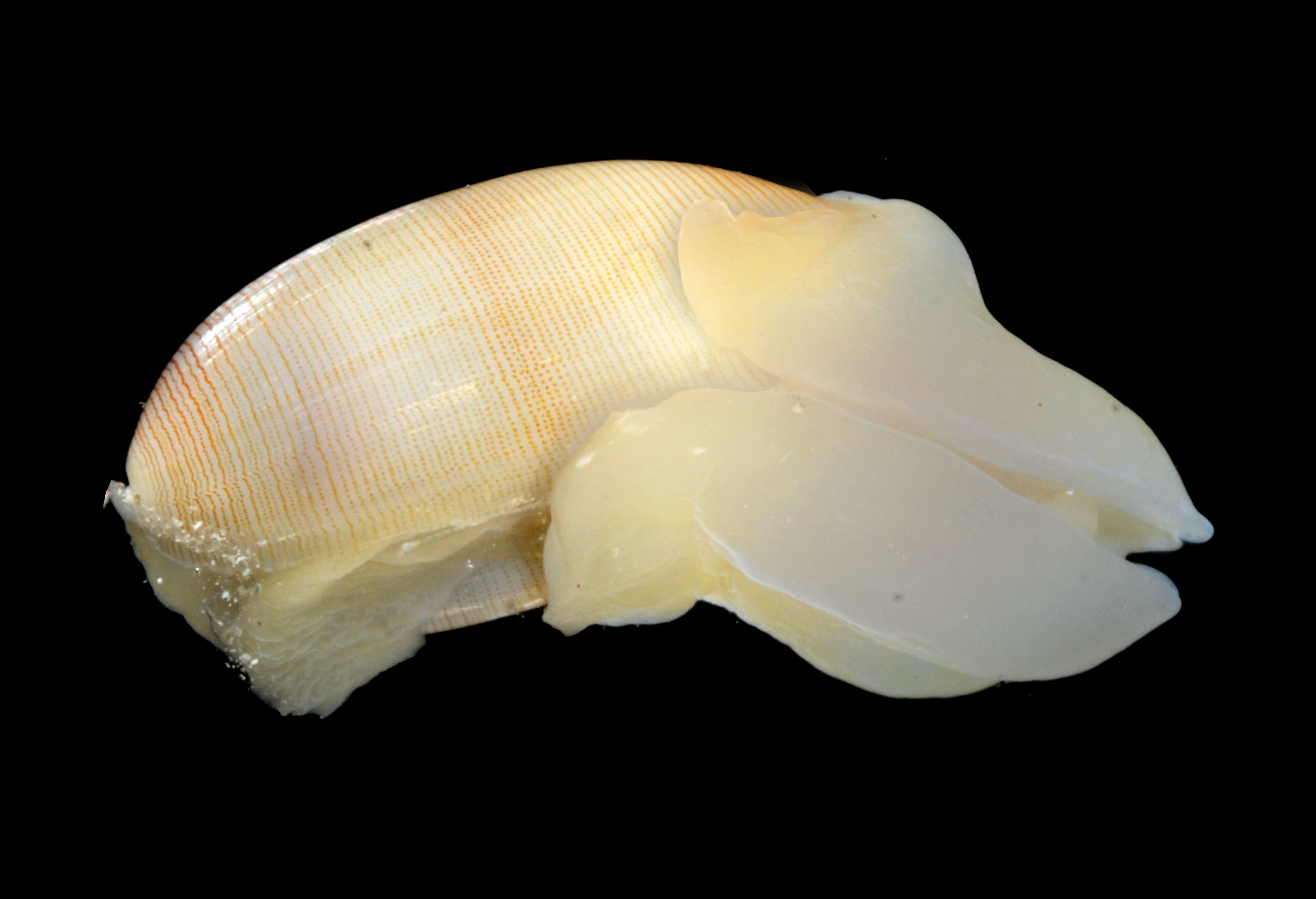 : Roxania utriculus.