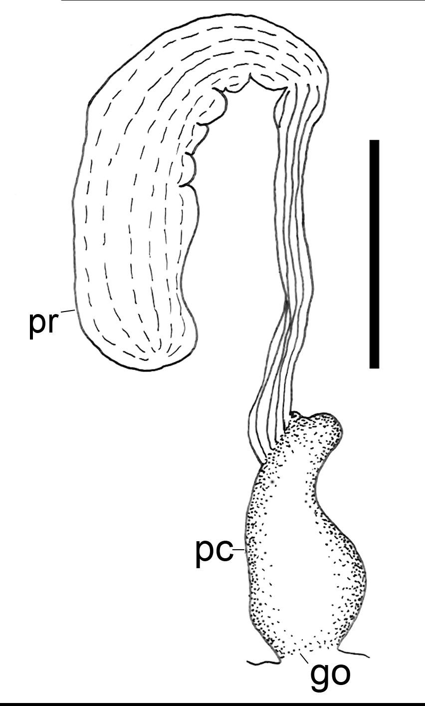 : Scaphander punctostriatus.