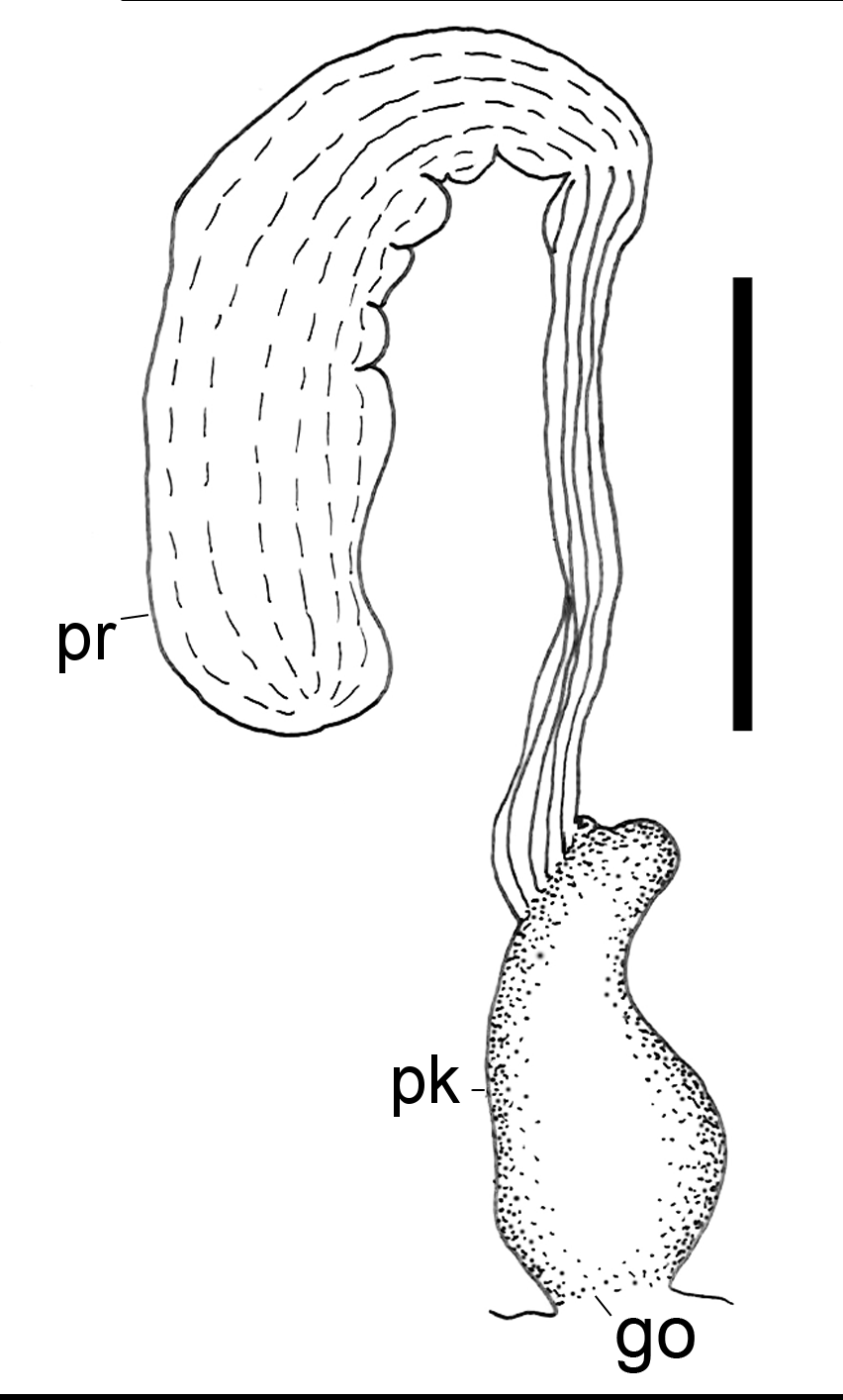 : Scaphander punctostriatus.