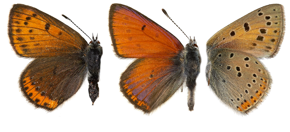 : Lycaena hippothoe.