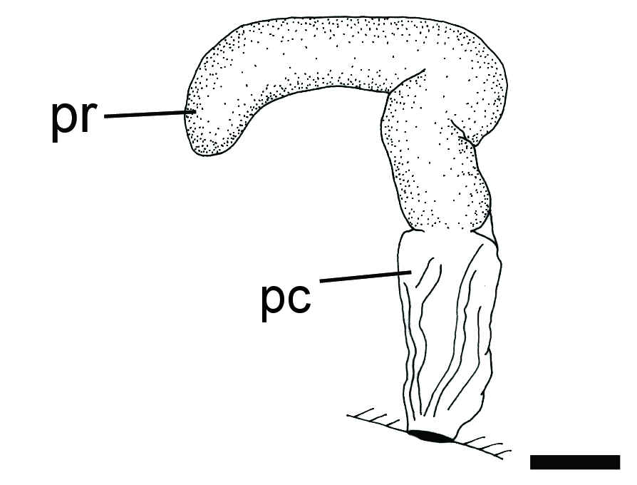 : Toledonia limnaeoides.