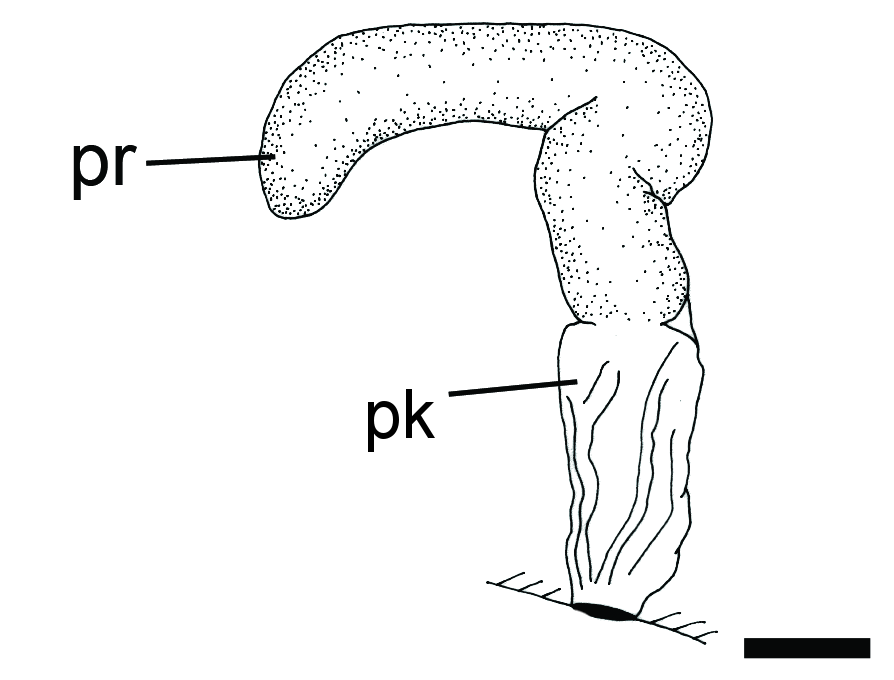 : Toledonia limnaeoides.