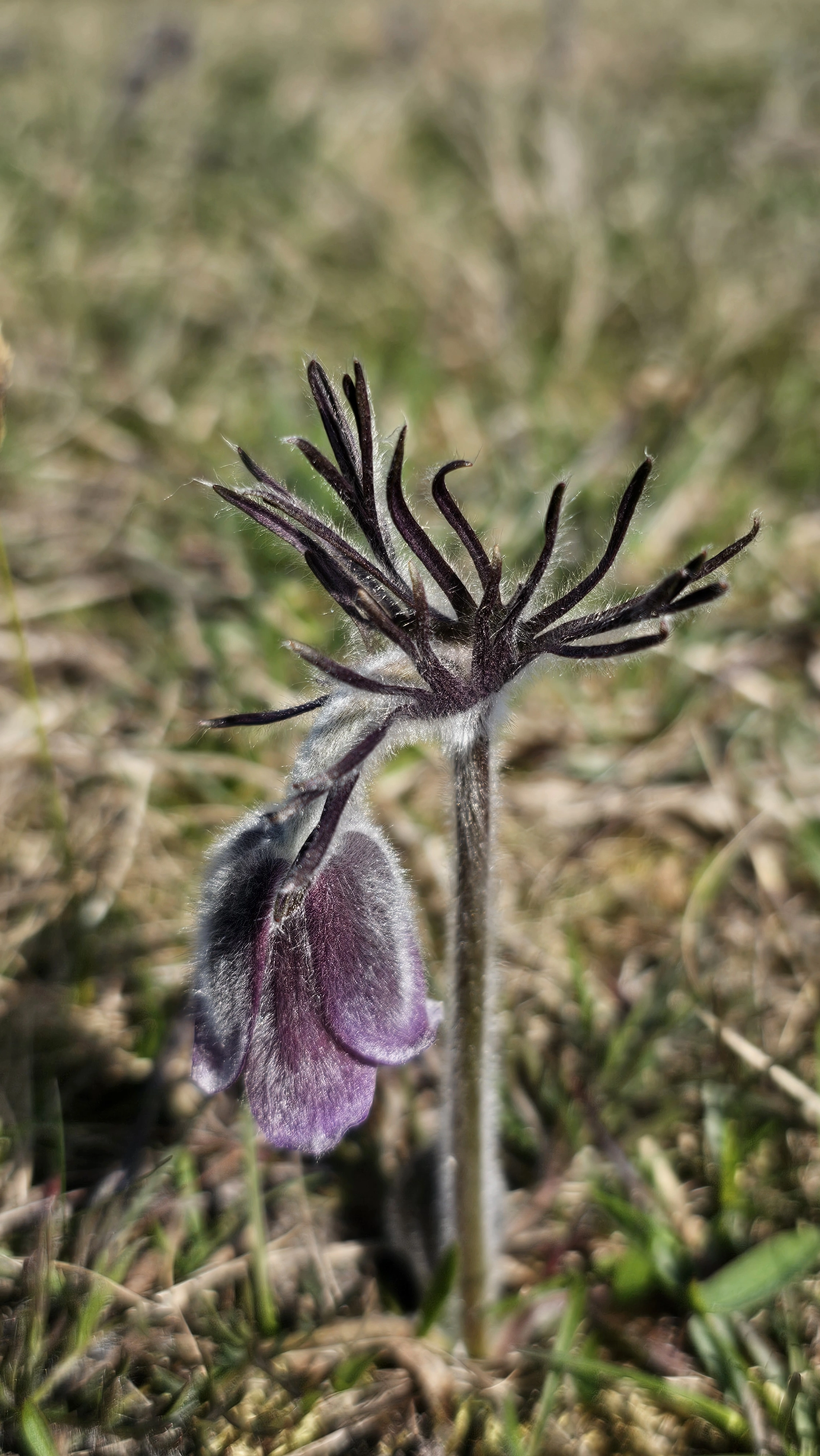 : Pulsatilla pratensis.