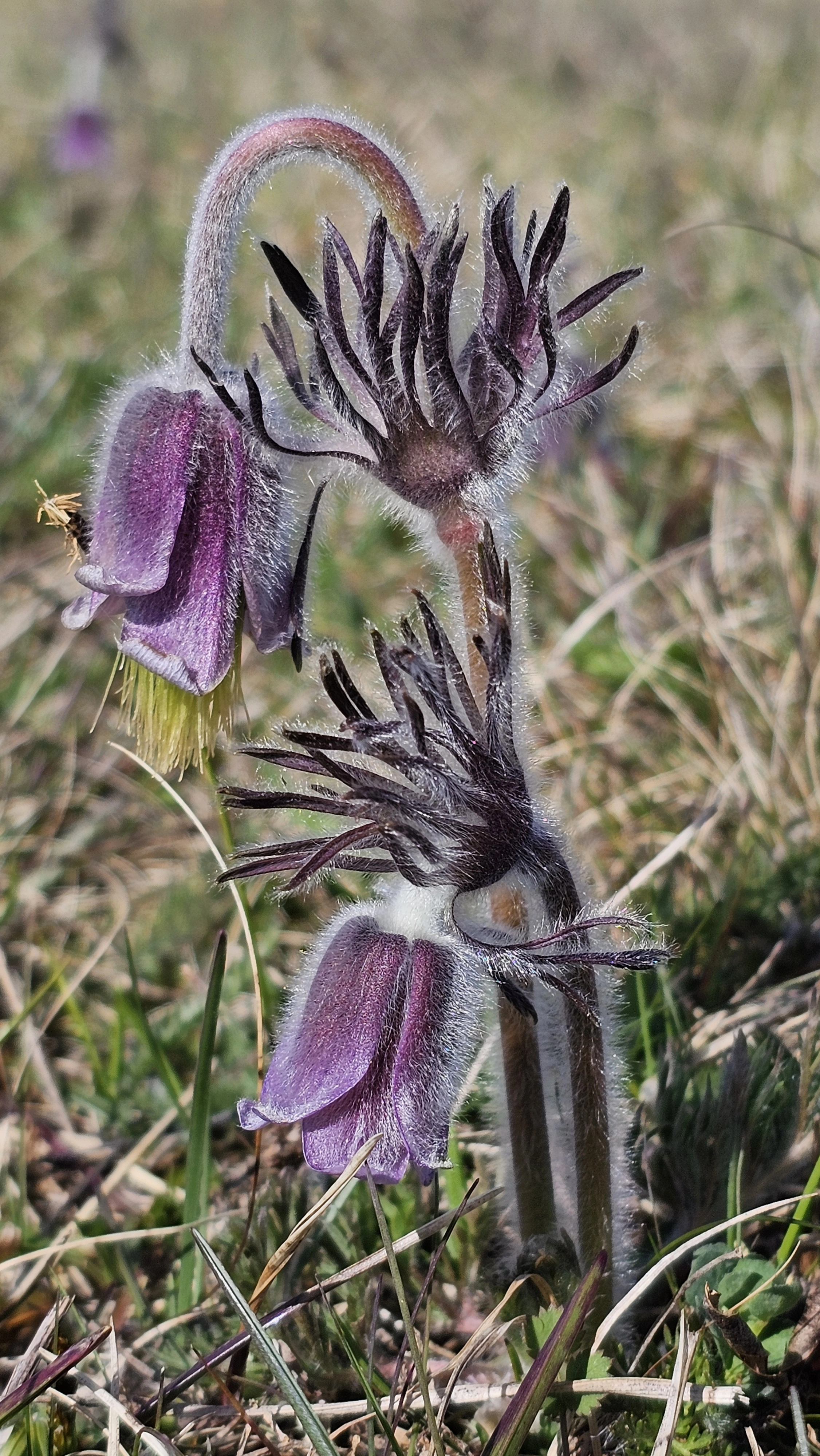 : Pulsatilla pratensis.