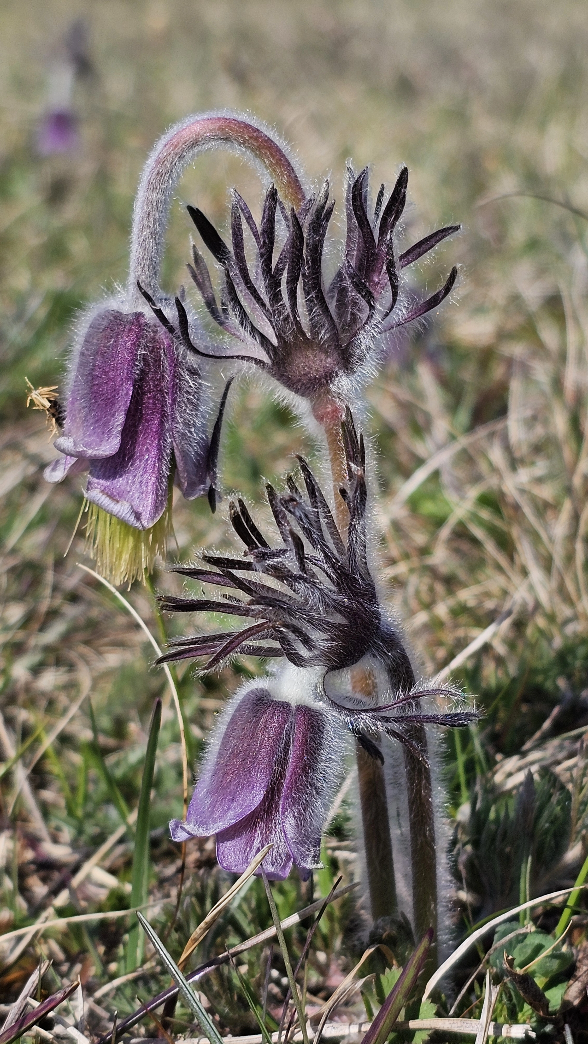 : Pulsatilla pratensis.