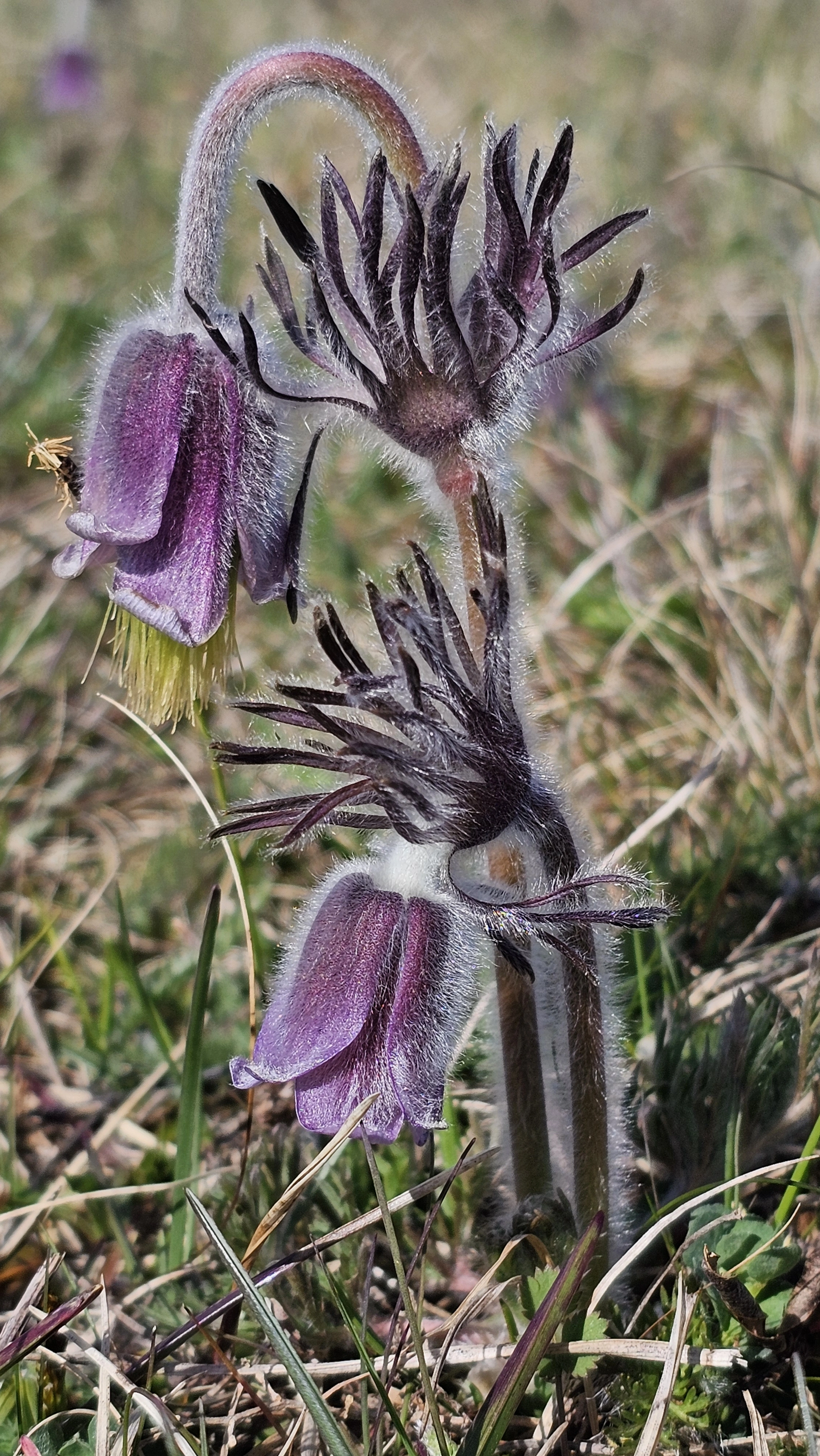 : Pulsatilla pratensis.