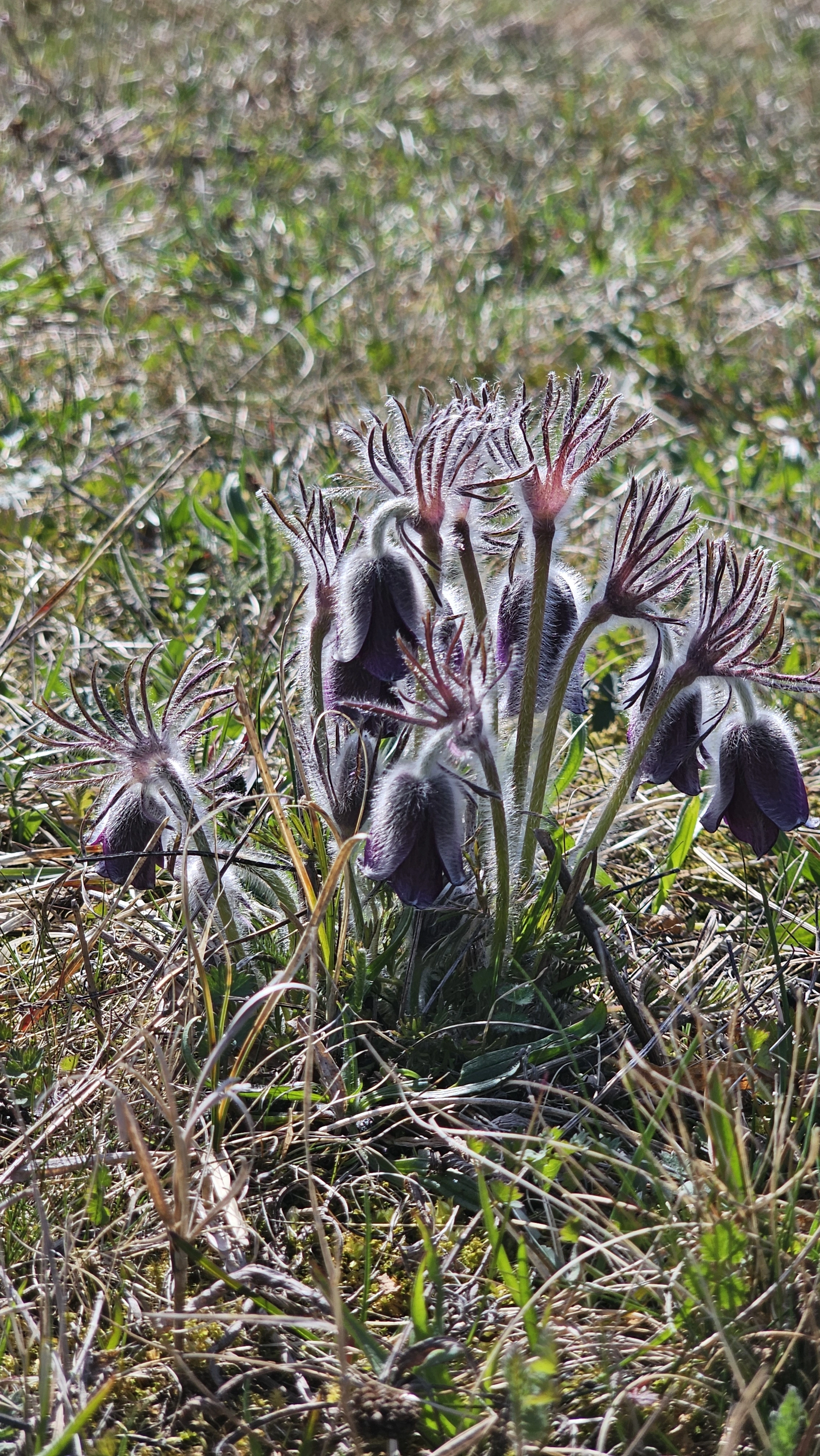 : Pulsatilla pratensis.