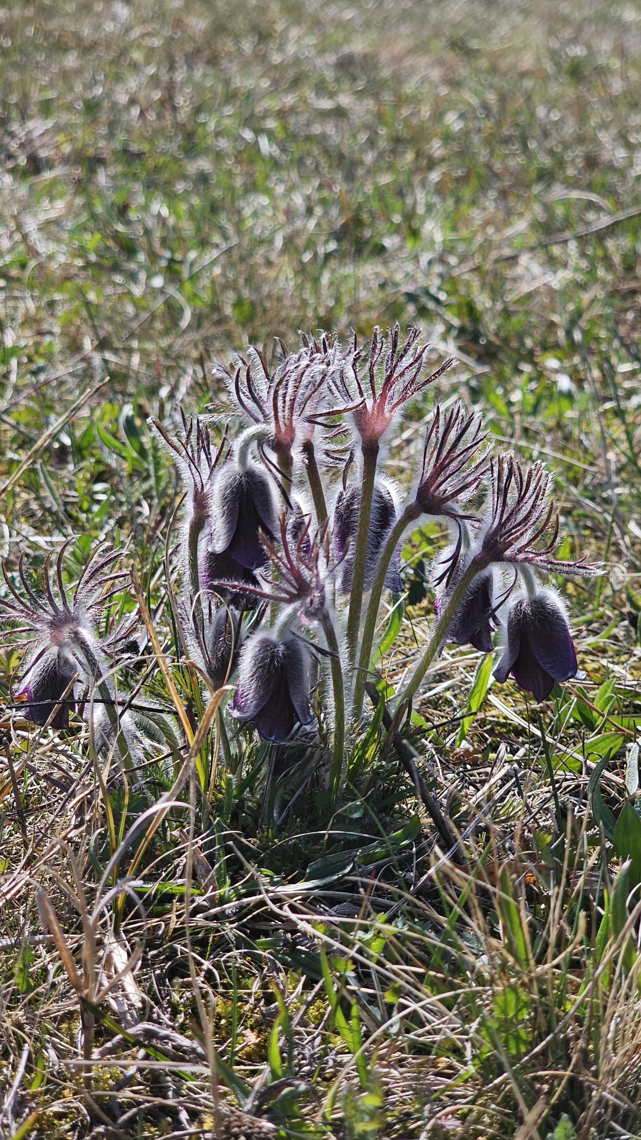 : Pulsatilla pratensis.