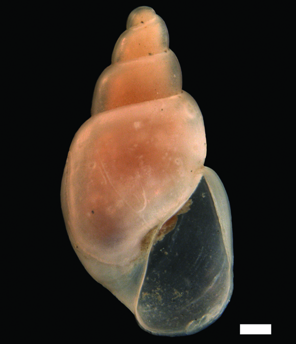 : Toledonia limnaeoides.