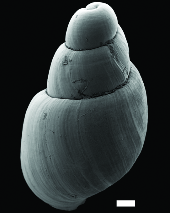 : Toledonia limnaeoides.