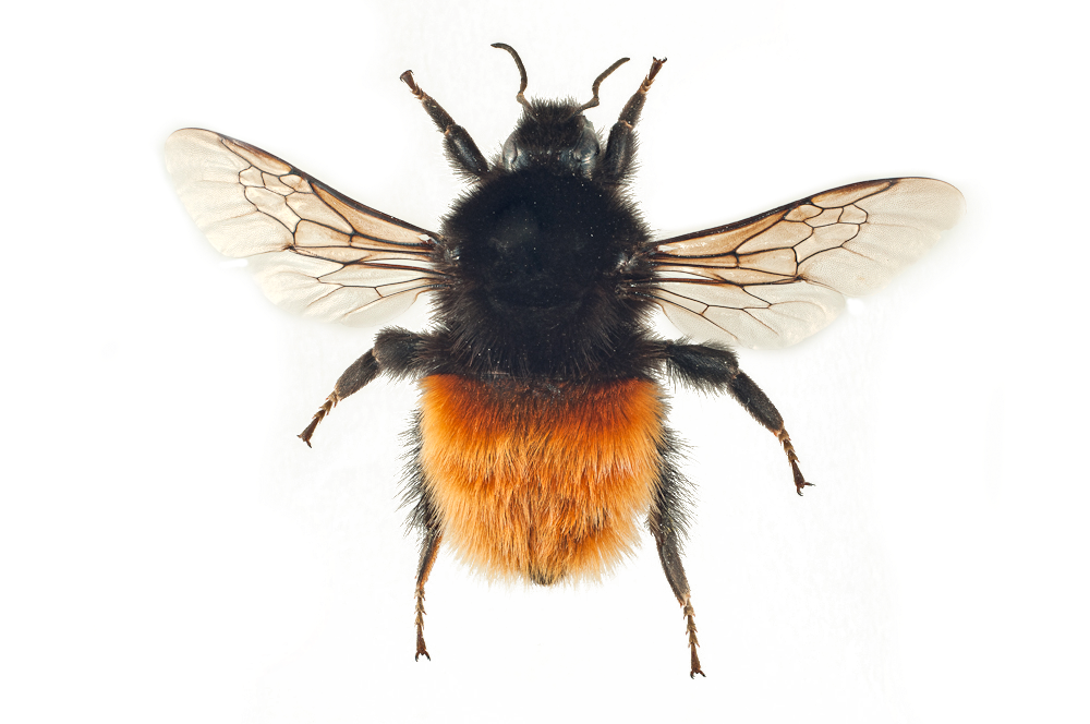 : Bombus alpinus.