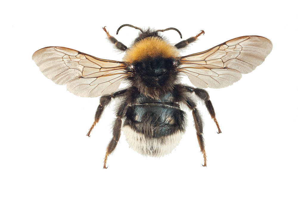 : Bombus (Psithyrus) bohemicus.