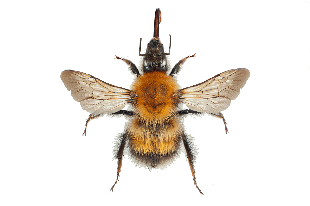 : Bombus (Megabombus) consobrinus.