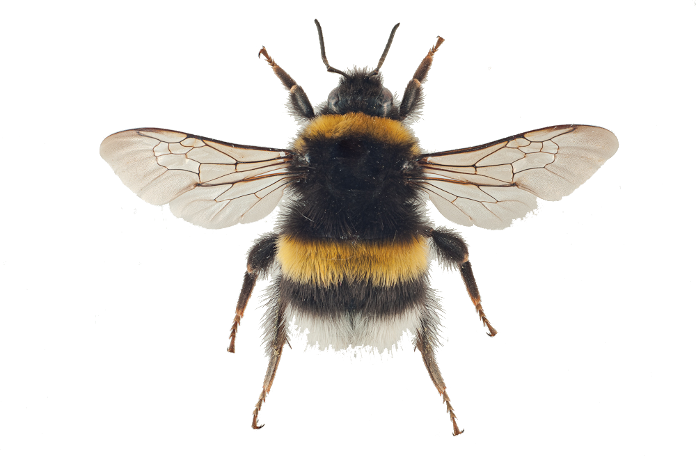 : Bombus (Bombus s. str.) cryptarum.