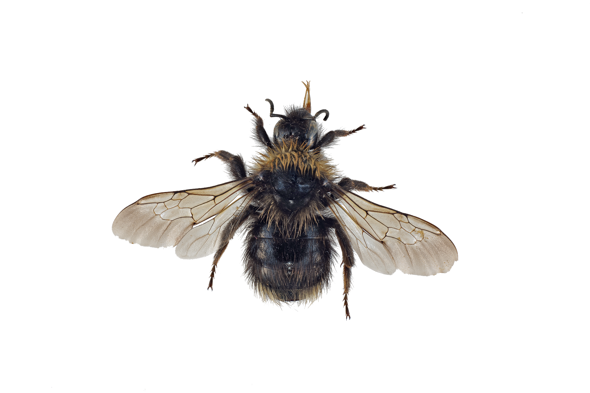 : Bombus (Psithyrus) flavidus.