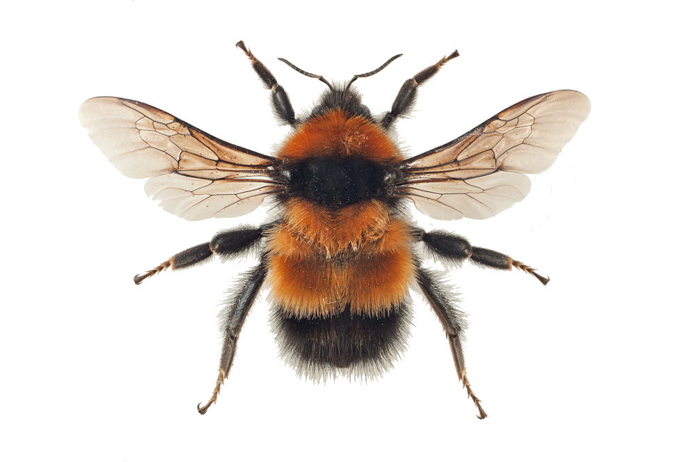 : Bombus (Alpinobombus) hyperboreus.