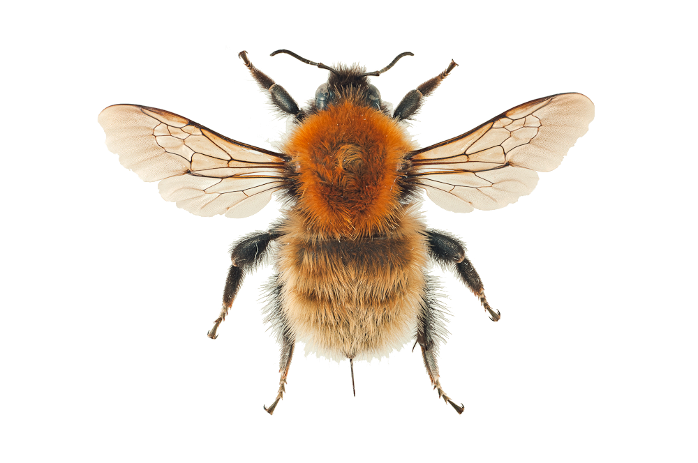 : Bombus (Thoracobombus) muscorum.