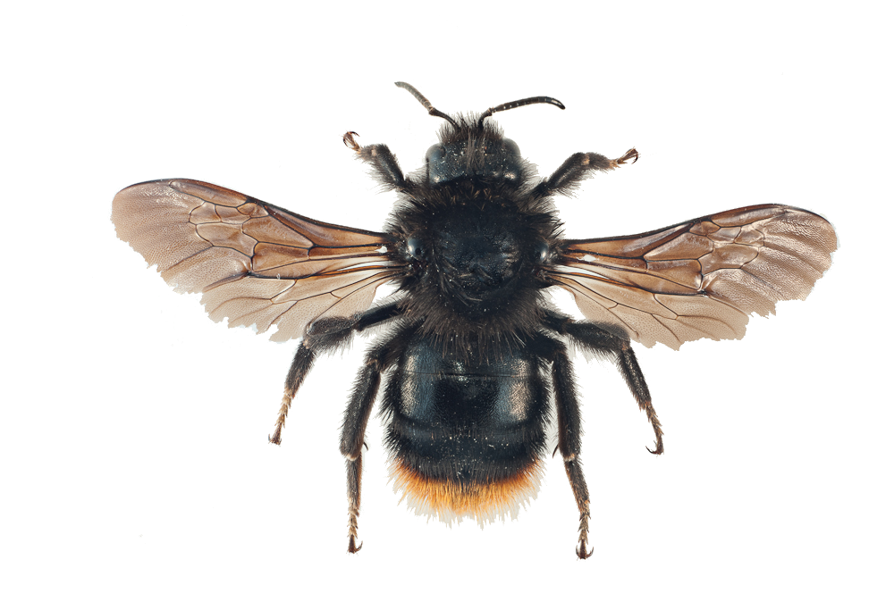 : Bombus (Psithyrus) rupestris.