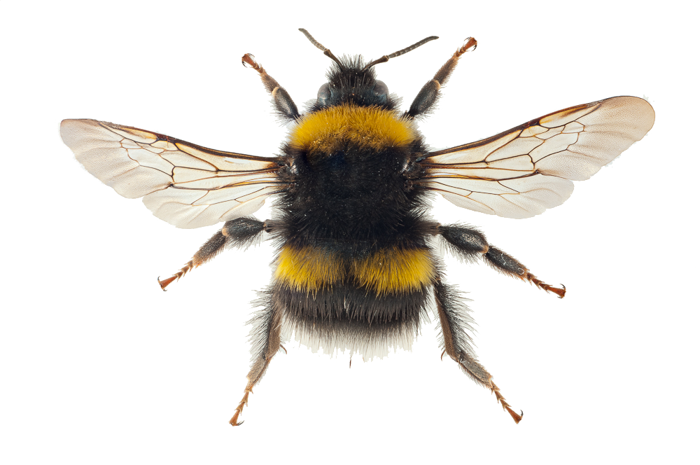 : Bombus soroeensis.