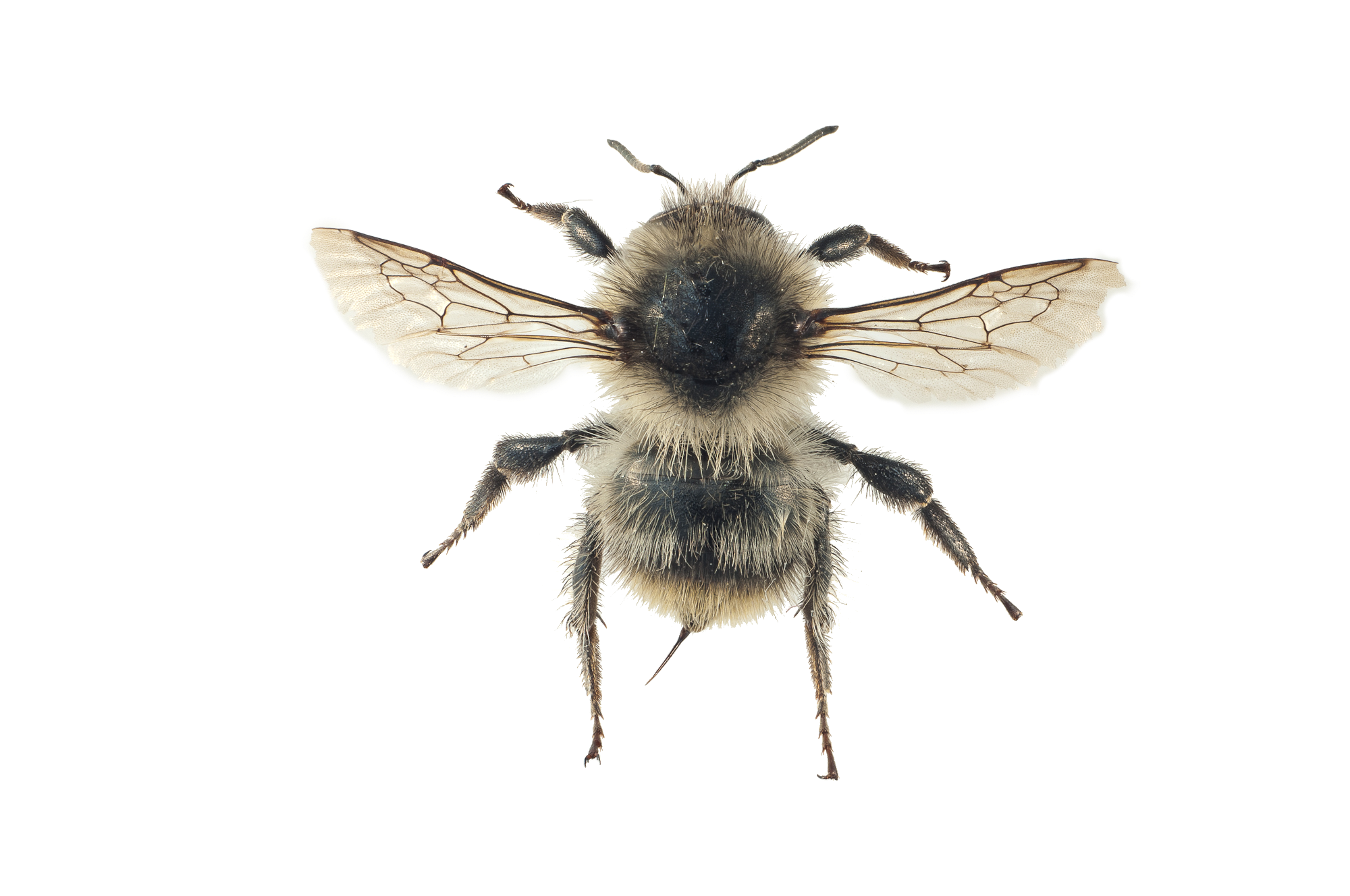 : Bombus (Thoracobombus) sylvarum.