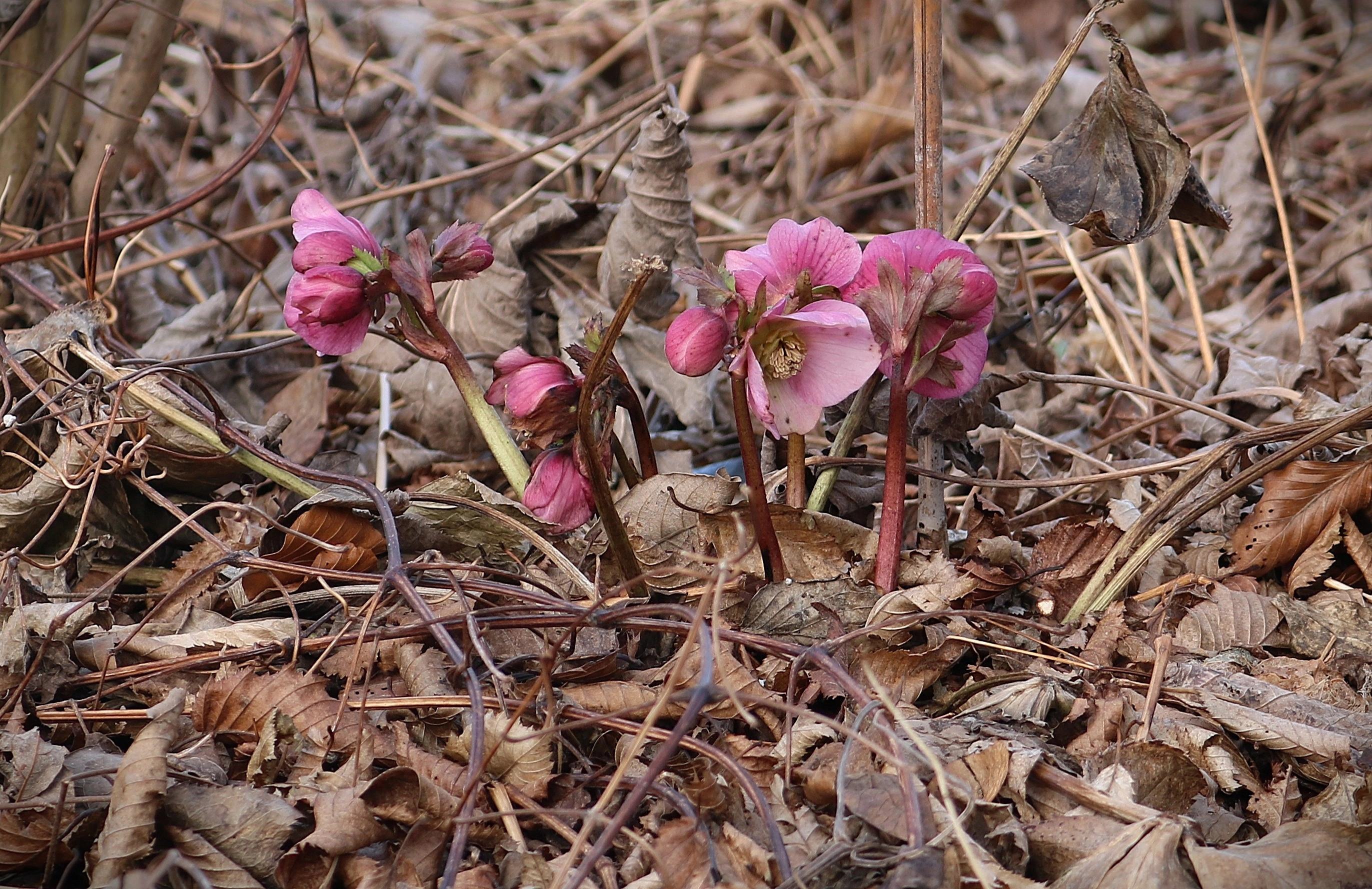 : Helleborus orientalis.