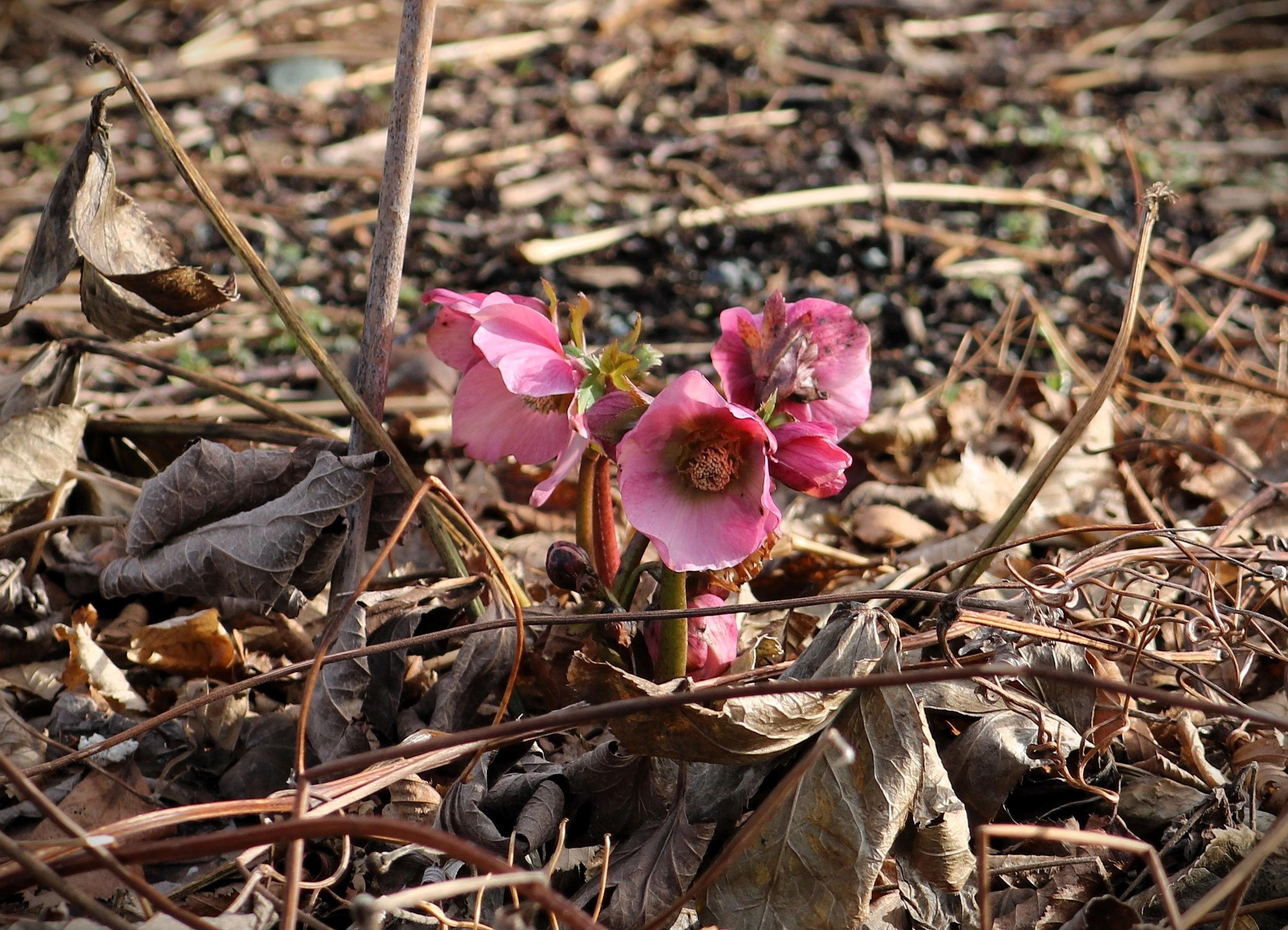 : Helleborus orientalis.