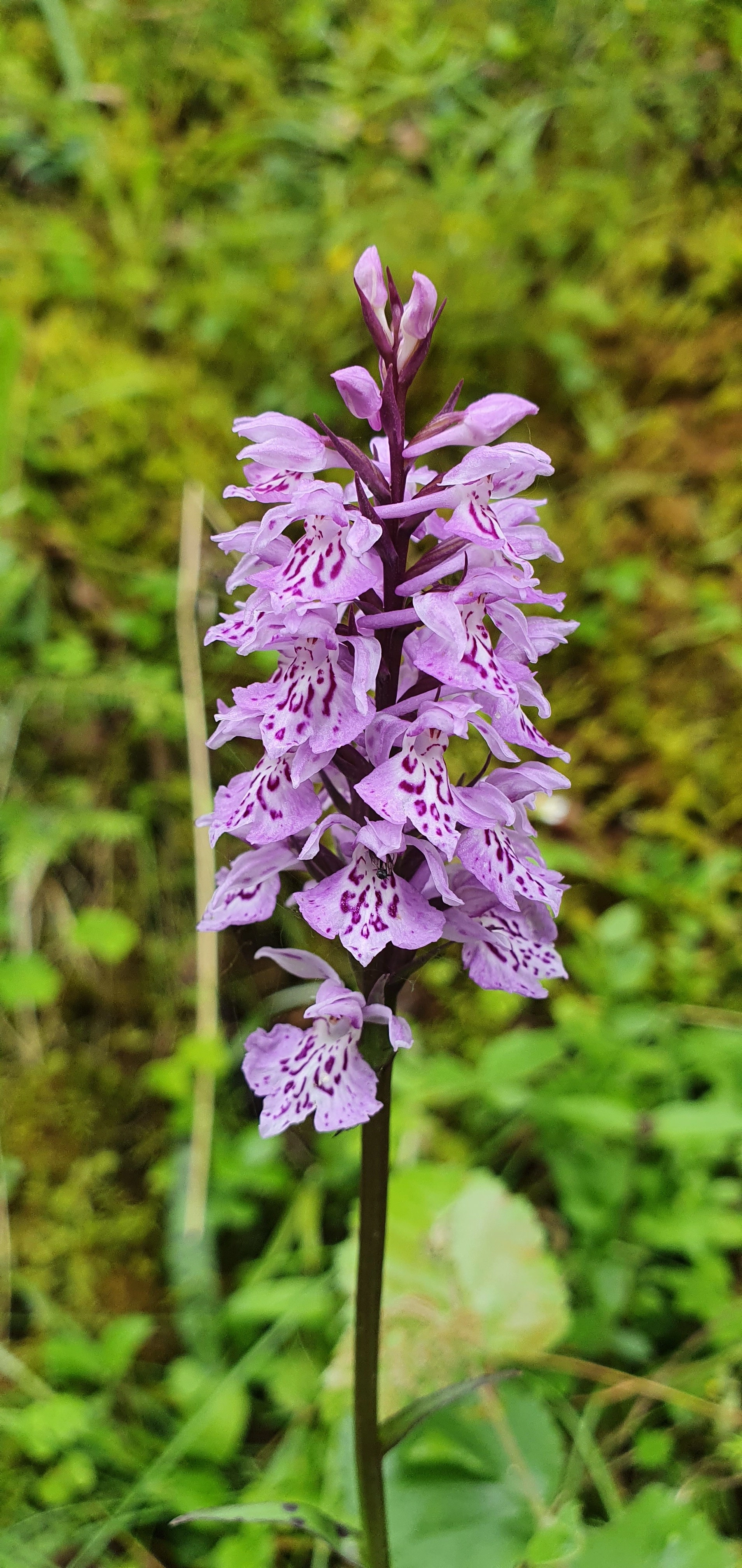 : Dactylorhiza maculata fuchsii.