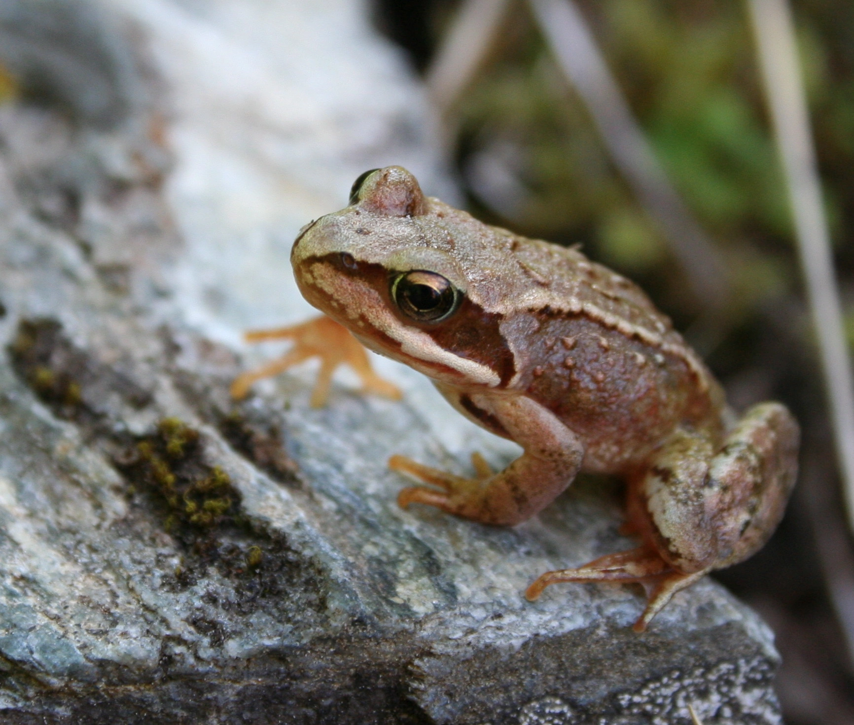 : Rana (Rana) temporaria.