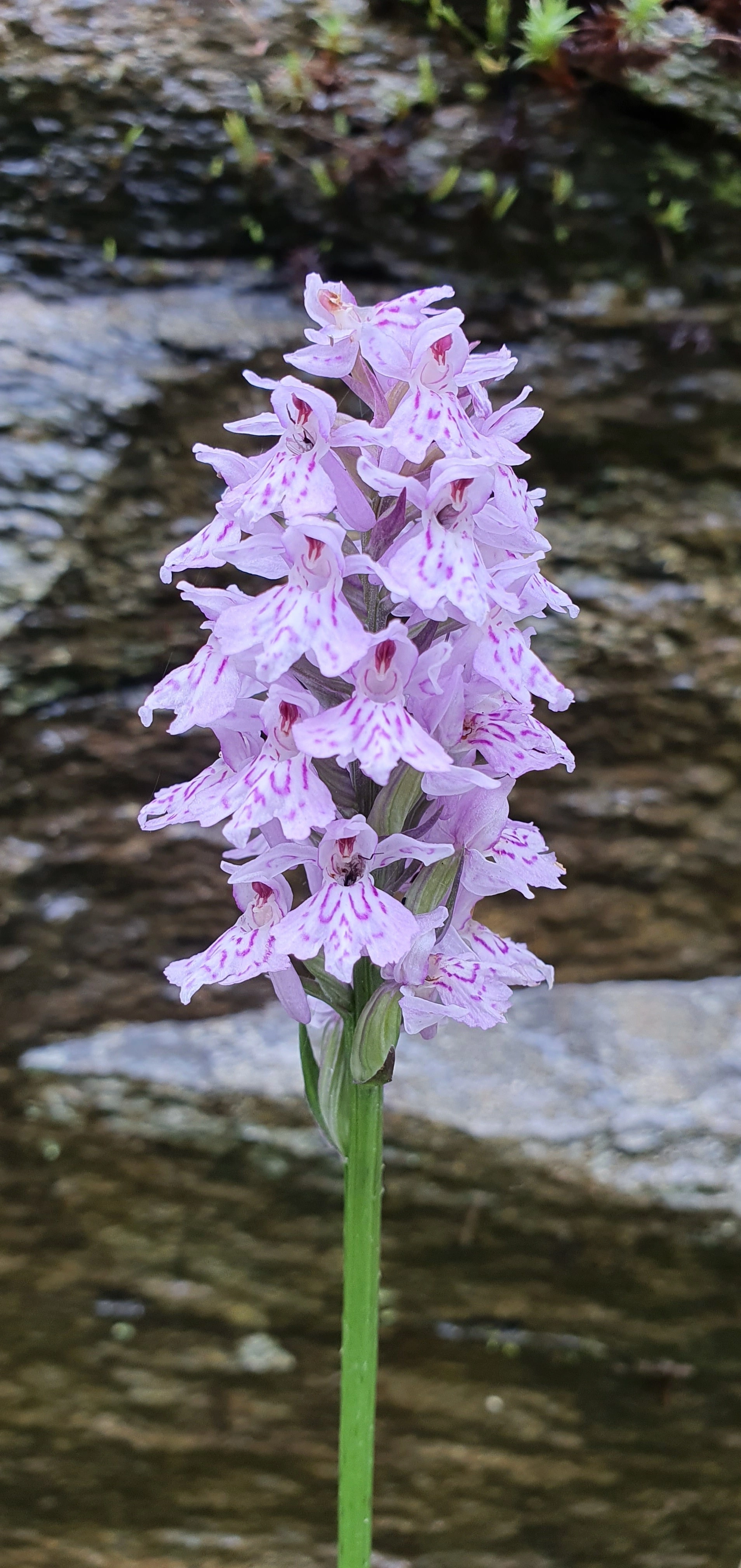 : Dactylorhiza maculata fuchsii.