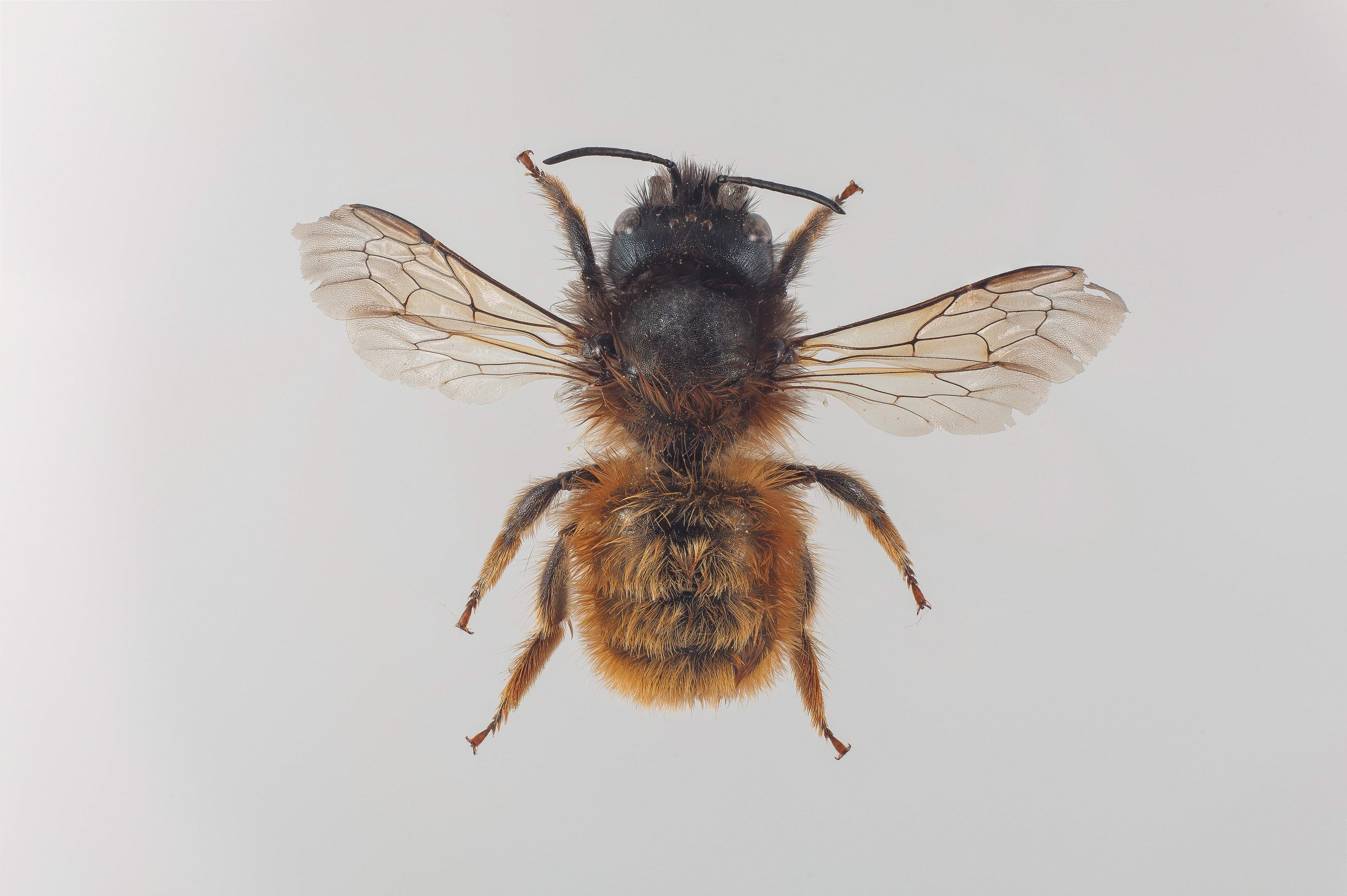 : Osmia bicornis.