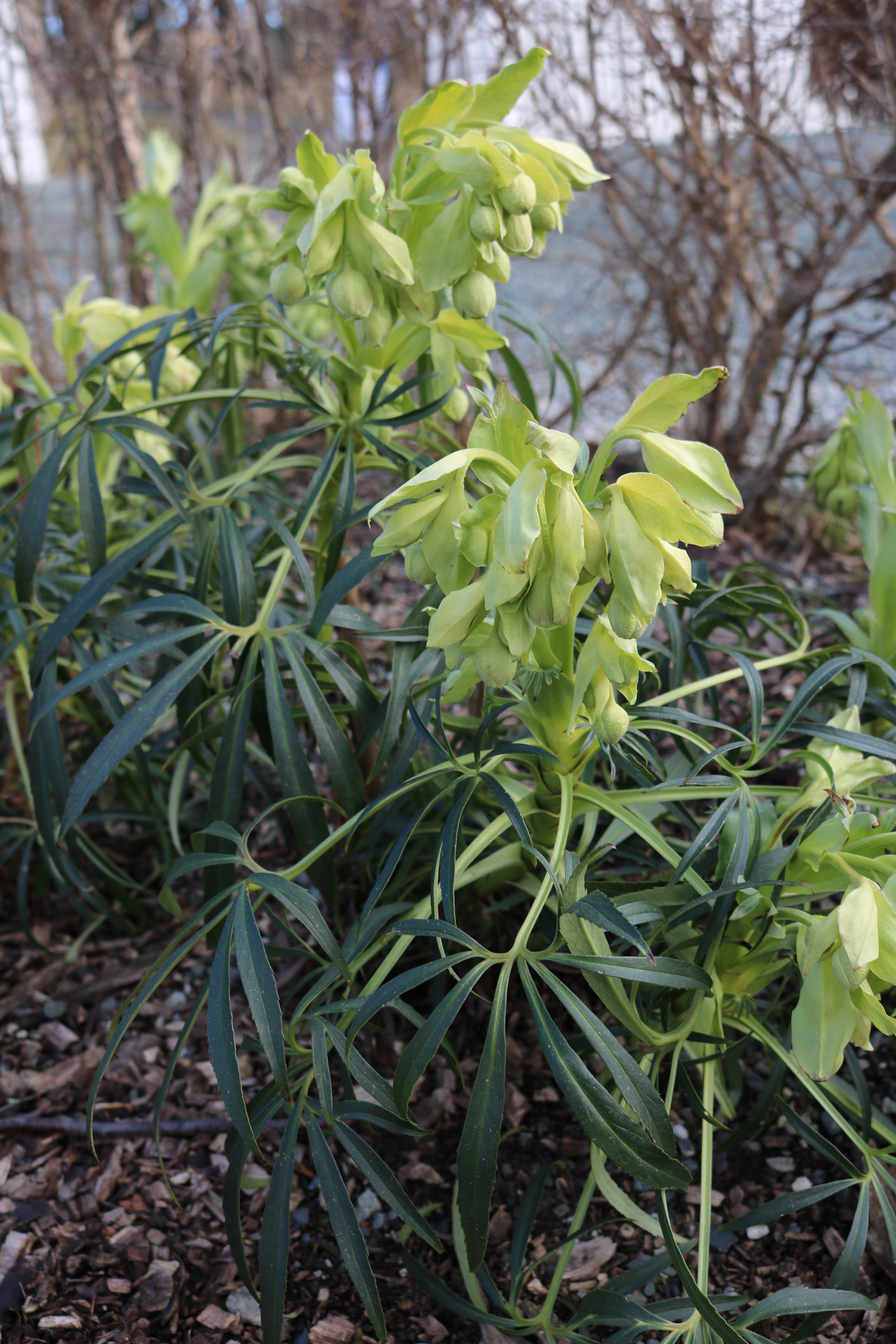 : Helleborus foetidus.