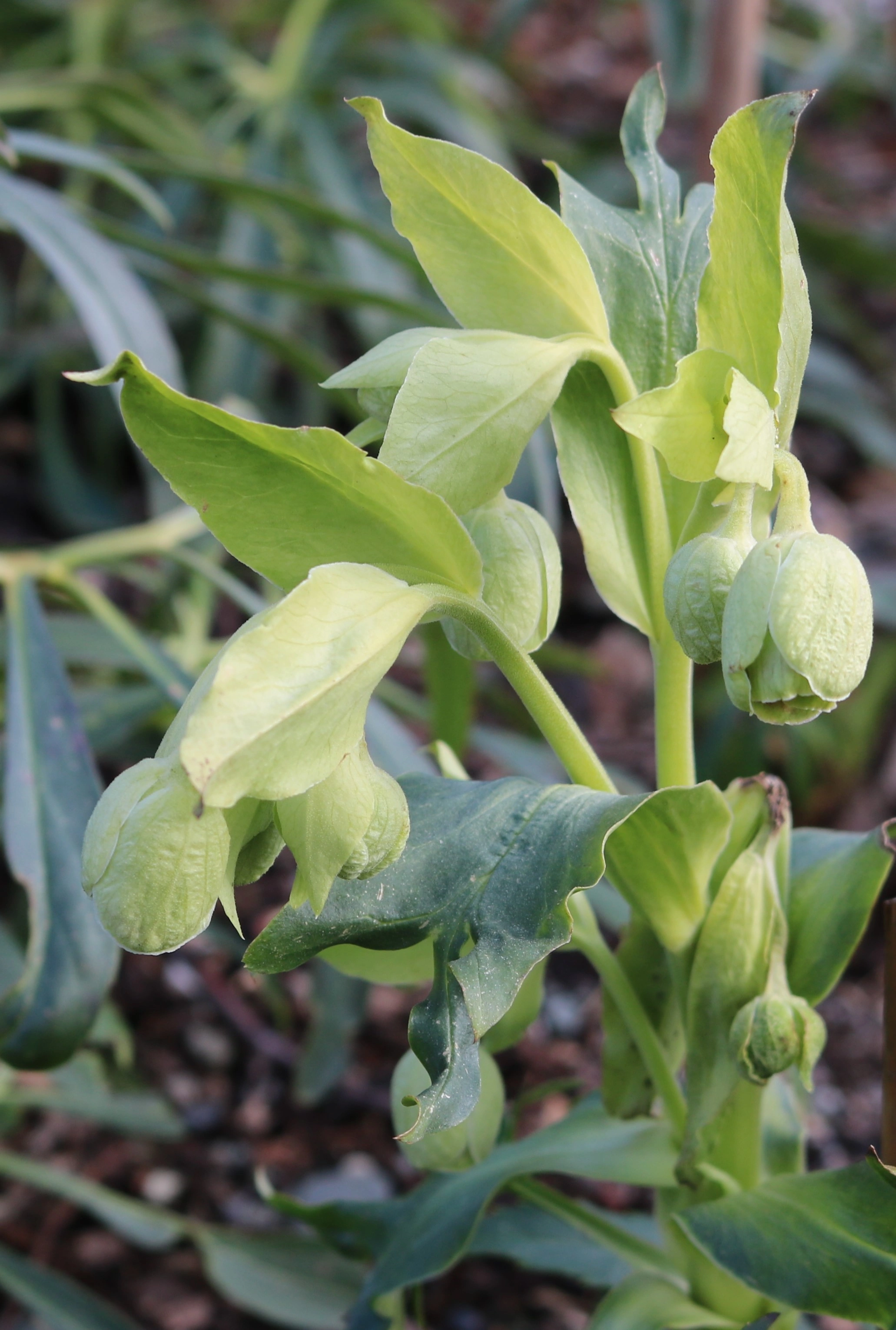 : Helleborus foetidus.