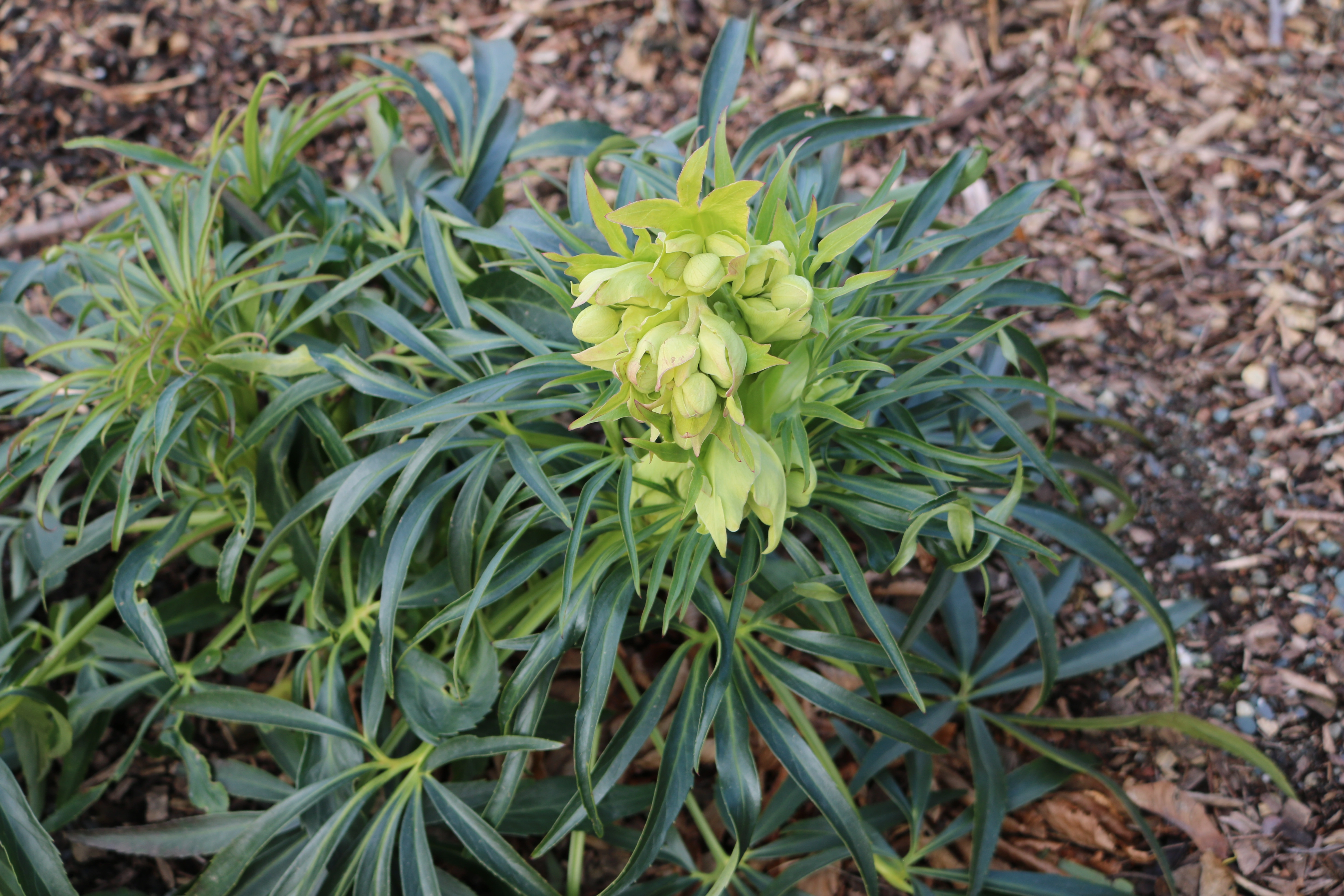 : Helleborus foetidus.