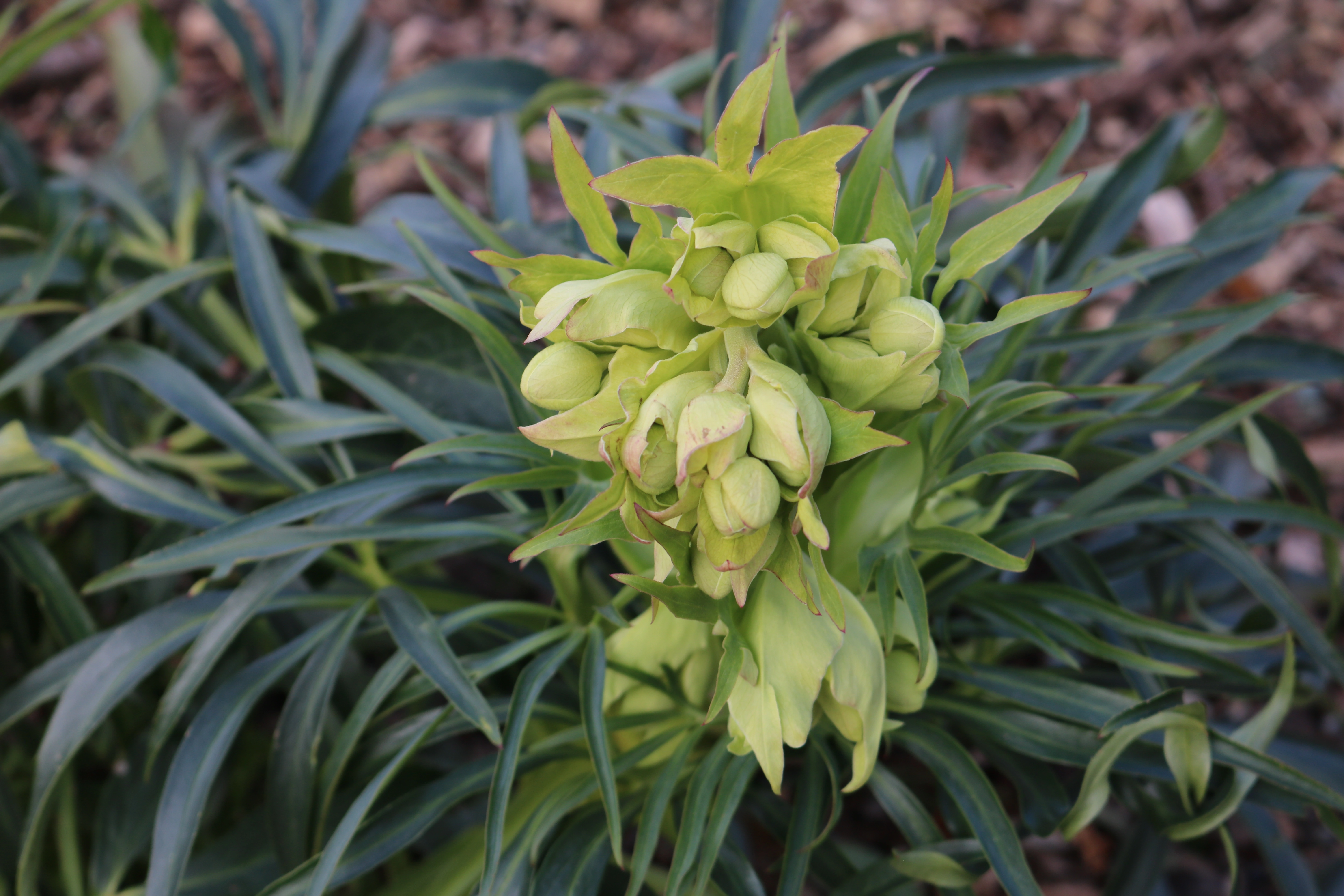 : Helleborus foetidus.