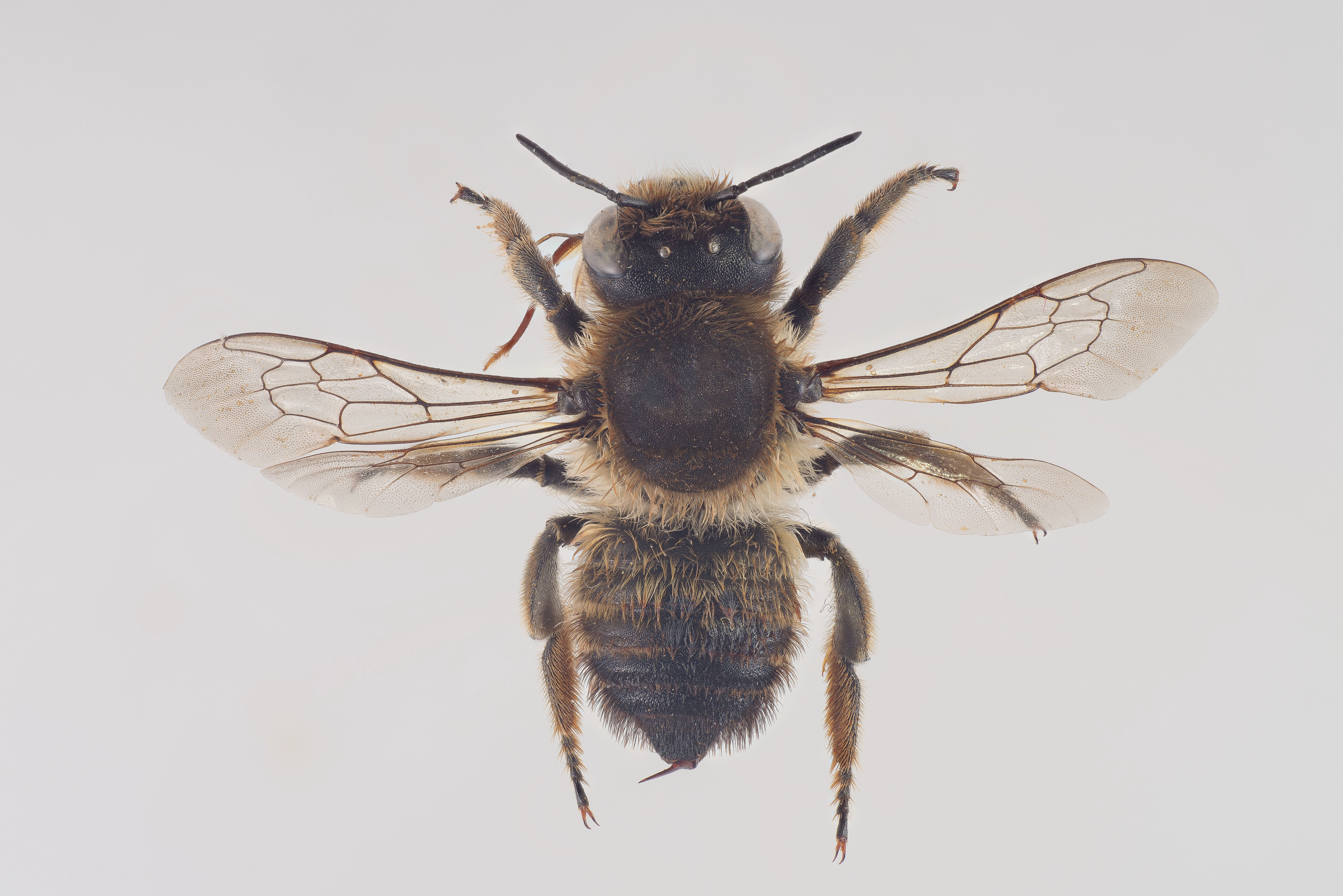 : Megachile lagopoda.