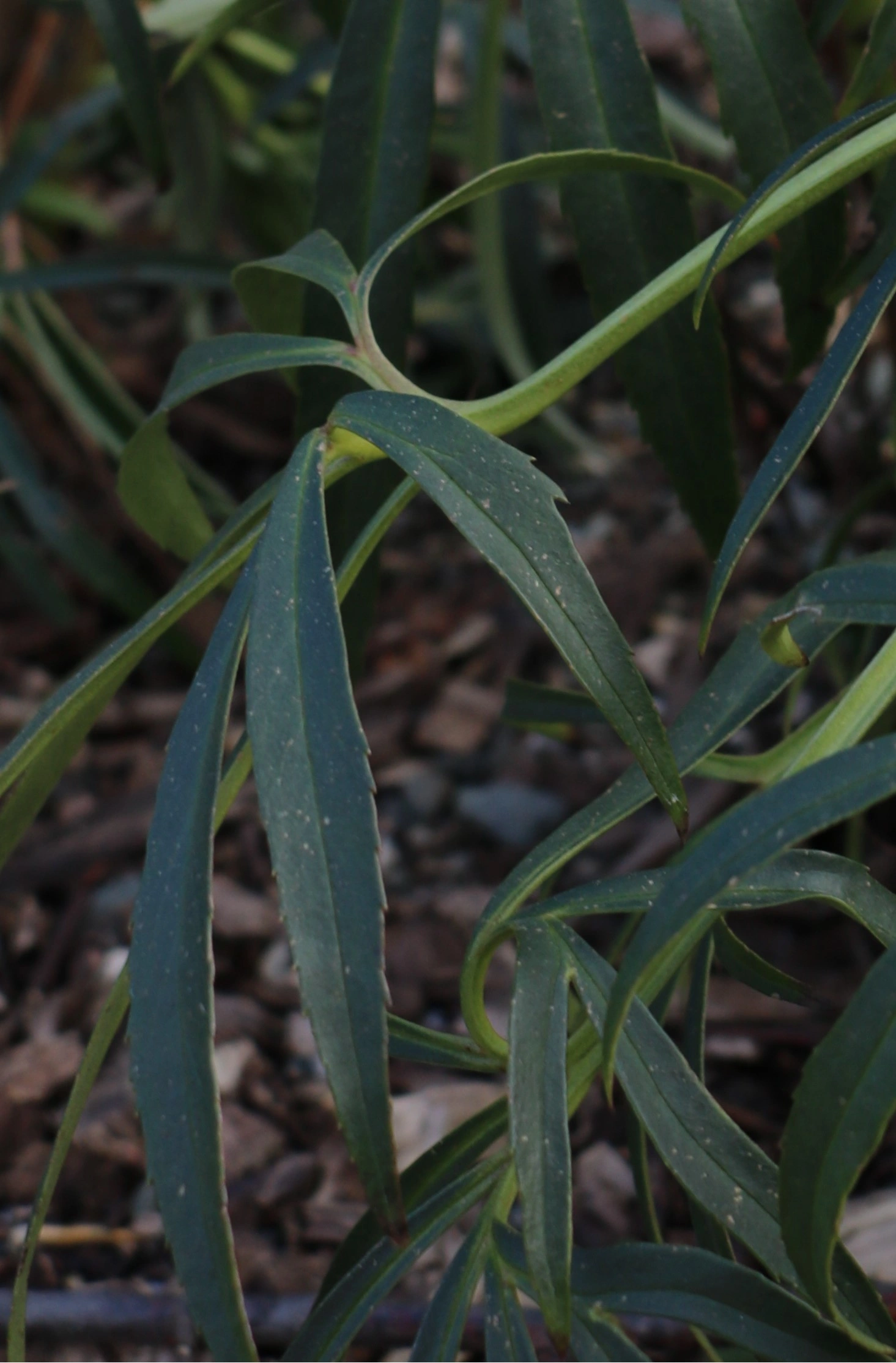 : Helleborus foetidus.