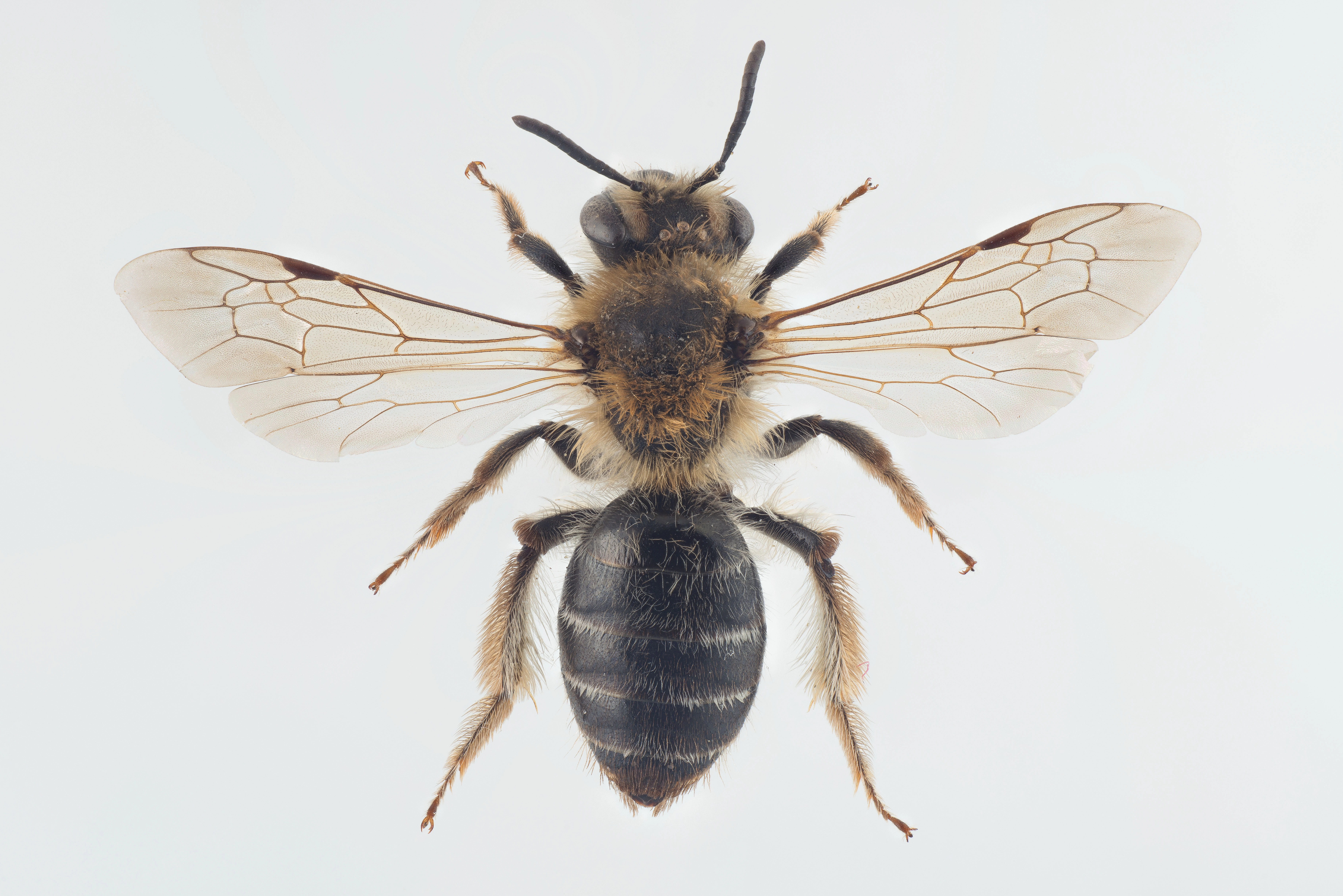 : Andrena barbilabris.